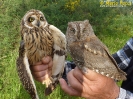 Gufo di palude Asio flammeus