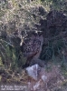 STRIGIFORMES