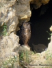 Strigidae