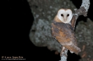 STRIGIFORMES