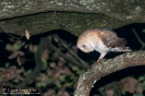 Barbagianni Tyto alba
