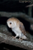 Tytonidae