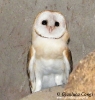 Tytonidae