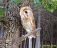 Tytonidae