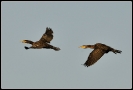 Cormorano (Foto: Francesco Sottile)