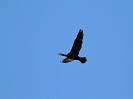 Cormorano (Foto: Giuseppe Martino)