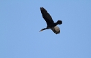 Cormorano (Foto: Giuseppe Martino)