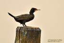 Cormorano