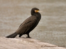 Phalacroracidae