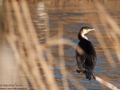 Cormorano Phalacrocorax carbo