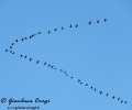 Cormorano Phalacrocorax carbo
