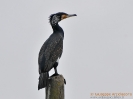 Cormorano