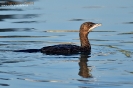SULIFORMES