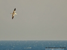 SULIFORMES